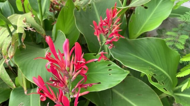 Canna indica close up. Indian Shot. Canna Lily close up. 