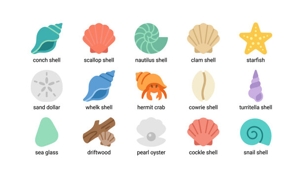 Various seashell and beach objects arranged on white background