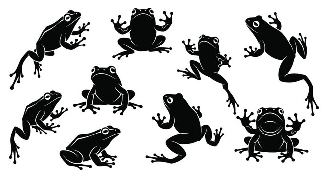 Vintage engraving of diverse frog poses a collection of amphibian illustrations