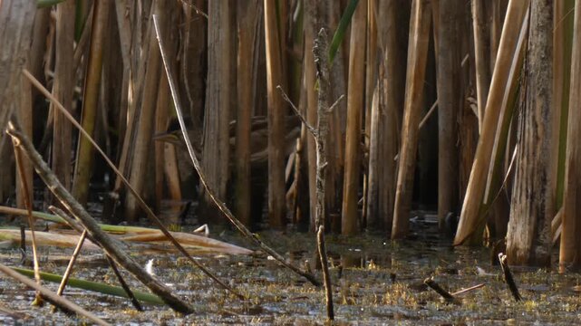 Little bittern Ixobrychus minutus bird with dark crest prodding and hiding in dense reed thicket, Medium Shot, Sunlight. Vulnerability and Diversity.