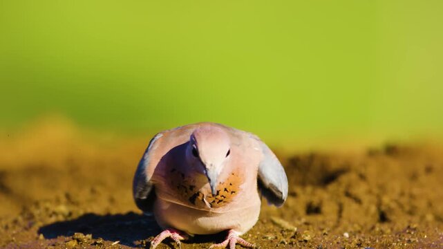 Portrait view of a laughing dove (Spilopelia senegalensis) drinking water from a pond in south africa.