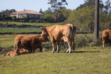 Naklejka premium Cows grazing in green pasture of galicia rural landscape