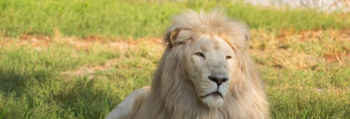 Rare white lion resting inside a zoo enclosure, highlighting captive wildlife, conservation efforts, and the striking beauty of this majestic animal. © Daniel