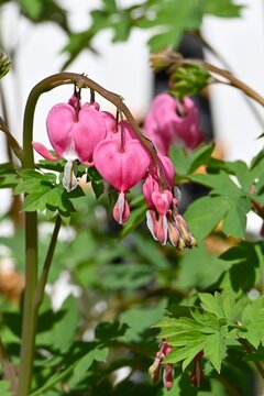 Bleeding-heart flowers.  Papaveraceae perennial poisonous native to China. It blooms with pink or white flowers in early summer.
