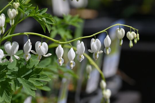 Bleeding-heart flowers.  Papaveraceae perennial poisonous native to China. It blooms with pink or white flowers in early summer.