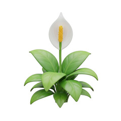 Obraz premium Beautiful White Peace Lily Plant
