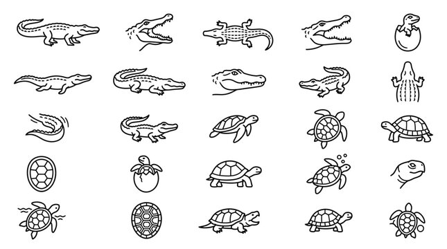 Turtles and tortoises line icons.