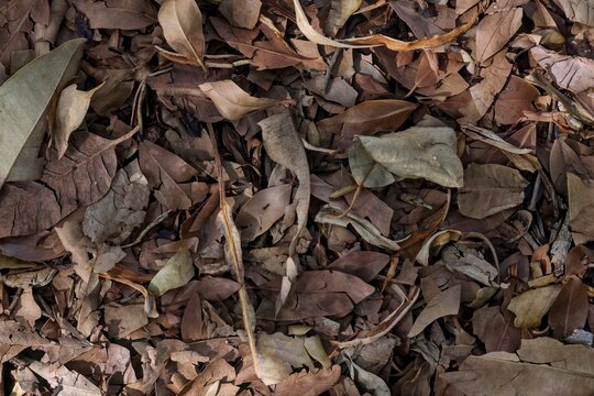 Backgrounds concept, gardening, landscaping. Sustainable lifestyle. Leaves, organic ground cover, suppresses weeds, retains moisture, improves soil structure. Texture, pattern, natural, organic