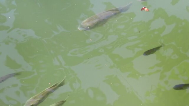 fish in the pond