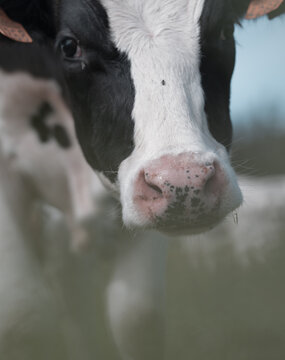 Close-Up of Black and White Dairy Cow in Soft Pasture Light