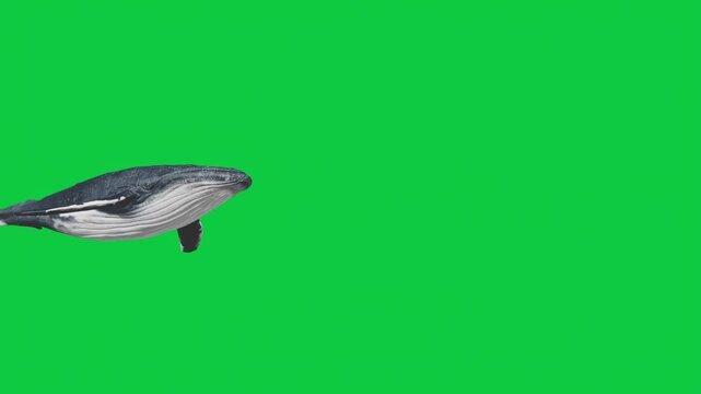 4 Whale Animation Loop &ndash; Low Angle Pass, Side Cruise, Top View, Ambient Ocean Loop &ndash; Green Screen Overlay Graphic Element