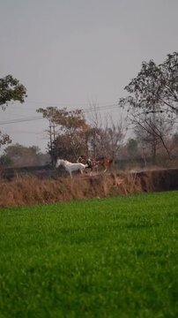 Dramatic Moment of Two Horses Galloping and Tripping in Countryside Meadow