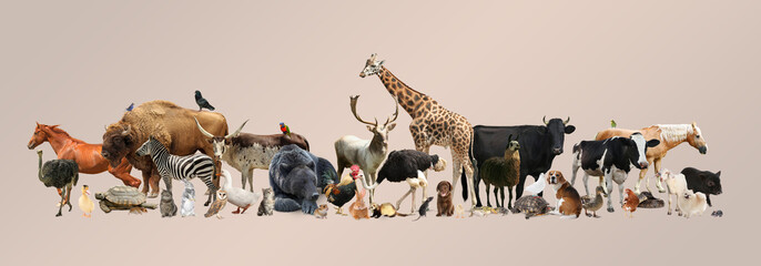 Obraz premium Group of different animals on beige pink background