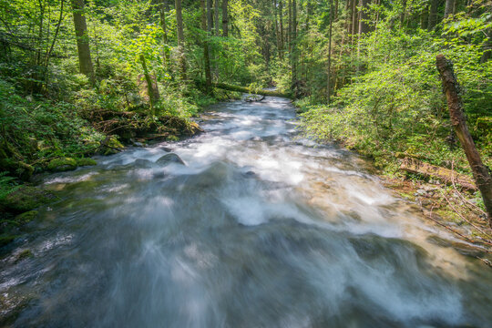 View of the fast-flowing stream in Vajskovska dolina surrounded by lush green forest and sunlight in Dolna Lehota, Banskobystricky kraj, Slovakia.
