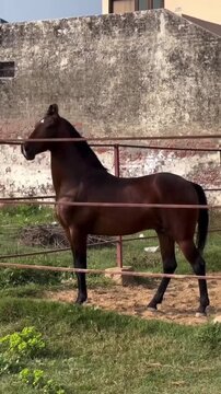 Brown Stallion with Curved Ears in Rural Farm