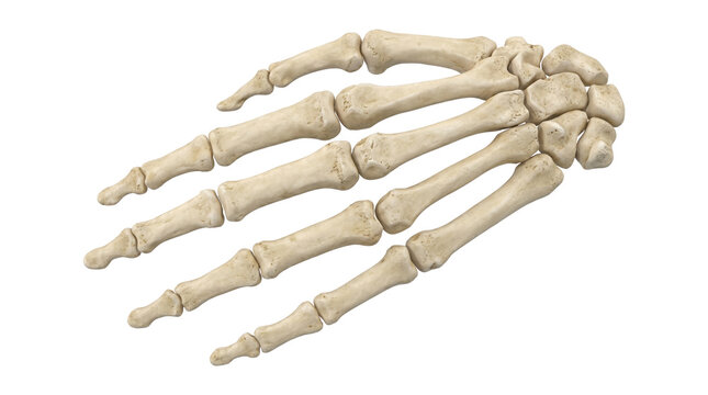 Human Hand Skeleton Side View Anatomy Bone Structure Medical Study Isolated PNG with Transparent Background