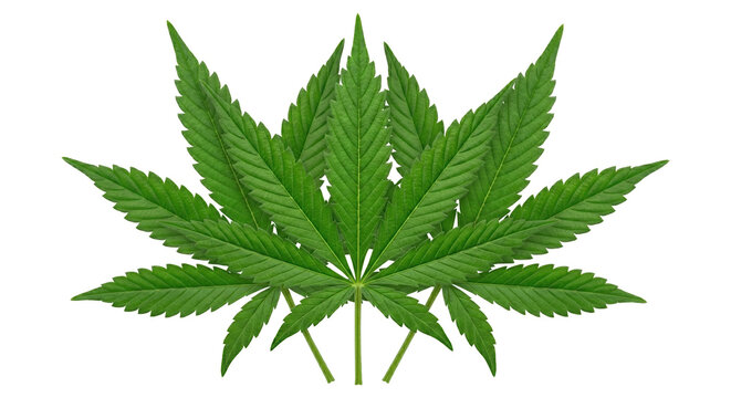 Cannabis Leaves Cluster Green Marijuana Hemp Plant Botanical Isolated PNG with Transparent Background