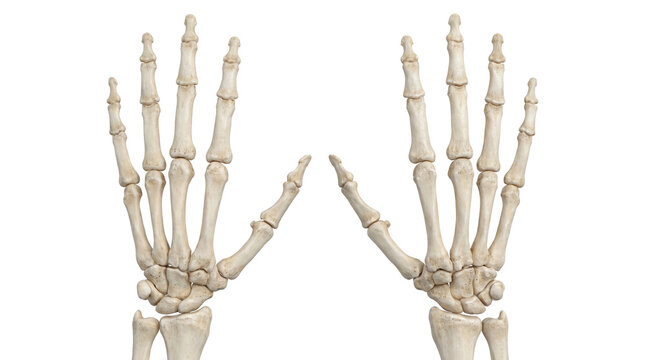 Human Hand Skeleton Anatomy Bones Structure Medical Study Isolated PNG with Transparent Background