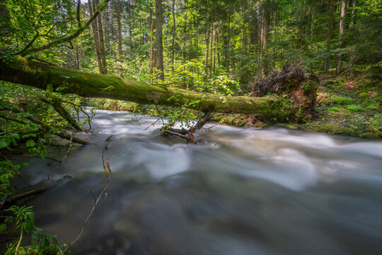 View of a fallen mossy tree trunk over a flowing mountain stream in the lush green forest of Vajskovska dolina in Dolna Lehota, Banskobystricky kraj, Slovakia.