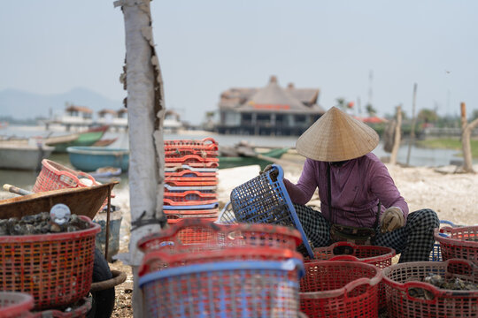 A Vietnamese woman in a traditional conical non l&aacute; hat sorts oysters from wicker and plastic harvest baskets along the shore of the Tam Giang lagoon between Hoi An and Hue, Vietnam. 