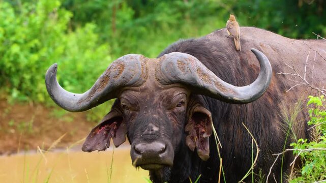 A red-billed oxpecker (Buphagus erythrorynchus) on an cape buffalo. South Africa.