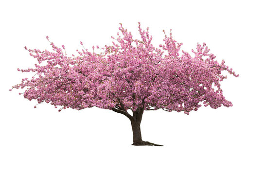 An isolated Cherry Blossom tree on a transparent background.