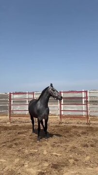 Powerful Purebred Horse Portrait at a Farm on a Sunny Day