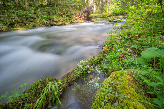 View of the Vajskovska dolina stream flowing through a lush green forest with mossy banks and a fallen tree trunk in Dolna Lehota, Banskobystricky kraj, Slovakia.