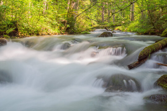 View of the Vajskovska dolina stream cascading over mossy rocks through a lush green forest with a long exposure effect in Dolna Lehota, Banskobystricky kraj, Slovakia.