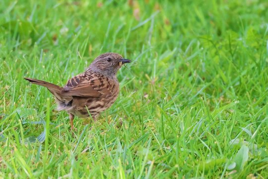 Dunnock and Dinner