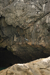 Obraz premium a Pacific Reef Heron perched on a limestone cliff
