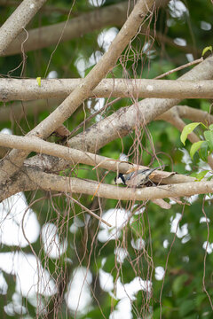 A close-up shot of a Cinereous Tit also known as the Asian Tit, perched on a thick branch of a tropical tree featuring long, hanging aerial roots