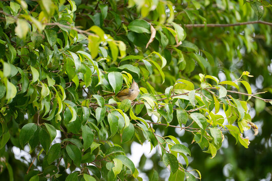 A vibrant shot of a Common Tailorbird perched on a thin branch amidst dense, bright green leaves