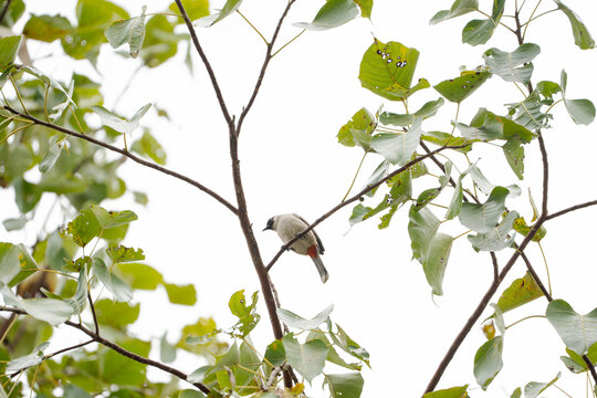A high-angle, bright shot of a Sooty-headed Bulbul perched on a slender branch amidst lush green leaves