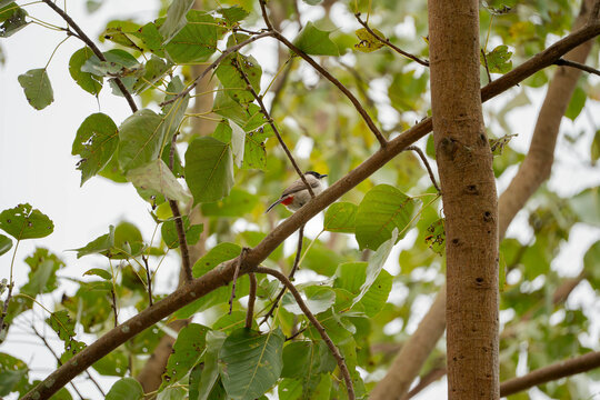 A high-angle, bright shot of a Sooty-headed Bulbul perched on a slender branch amidst lush green leaves