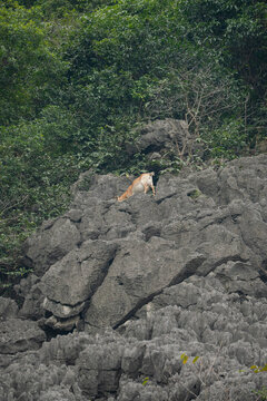 a wild deer standing precariously on a steep, jagged limestone rock face