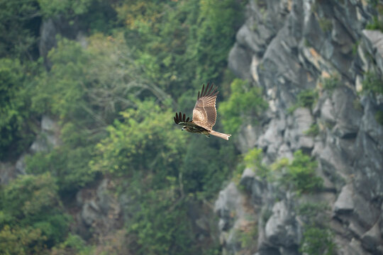 a Black Kite in majestic flight against a backdrop of lush green foliage and rugged, grey limestone cliffs