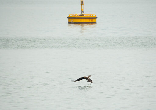 a Black Kite in mid-flight, gliding inches above the tranquil, silvery-grey waters of a bay ready to catch its prey