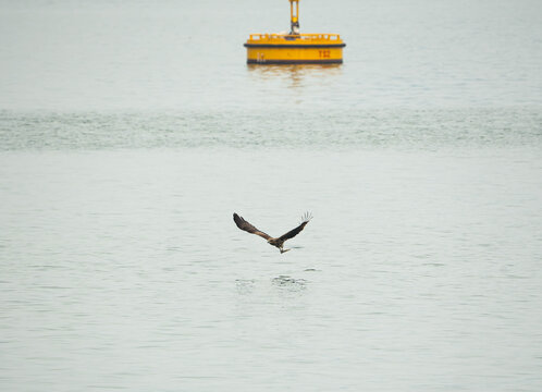 a Black Kite in mid-flight, gliding inches above the tranquil, silvery-grey waters of a bay ready to catch its prey