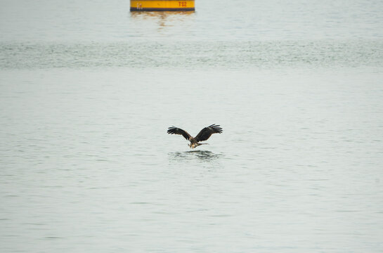 a Black Kite in mid-flight, gliding inches above the tranquil, silvery-grey waters of a bay ready to catch its prey