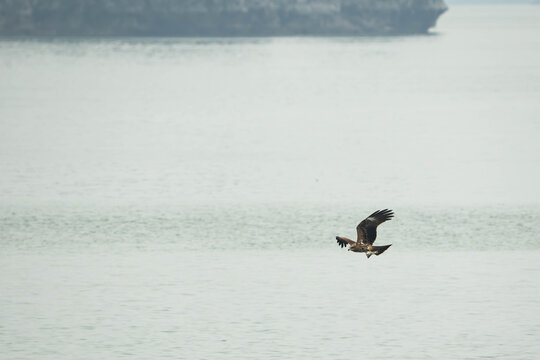 a Black Kite in mid-flight, gliding inches above the tranquil, silvery-grey waters of a bay ready to catch its prey