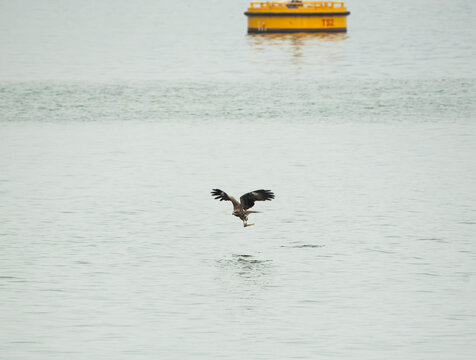 a Black Kite in mid-flight, gliding inches above the tranquil, silvery-grey waters of a bay ready to catch its prey