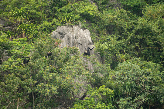 a Cat Ba langurs also known as the golden-headed langur are seen perched on a rugged limestone karst cliff surrounded by dense tropical vegetation