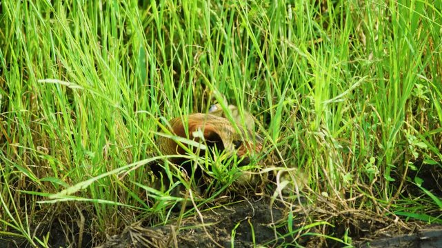 Close up of a white-faced whistling duck (Dendrocygna viduata) in Grass in south africa.