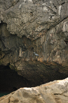 a Pacific Reef Heron perched on a limestone cliff