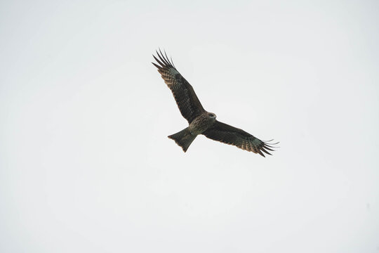 a Black Kite soaring through a vast, pale gray sky