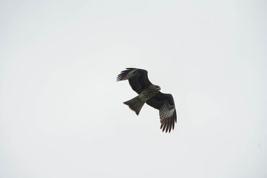 a Black Kite soaring through a vast, pale gray sky