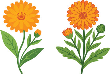 Naklejka premium Two orange flowering plants with green leaves in a clean botanical illustration, highlighting vibrant petals and natural floral design.