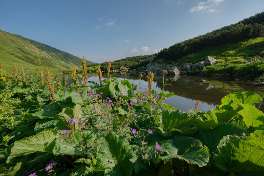 View of Bystre pleso lake surrounded by purple wildflowers and lush green vegetation under a clear blue sky in Liptovsky Mikulas, Zilinsky kraj, Slovakia.