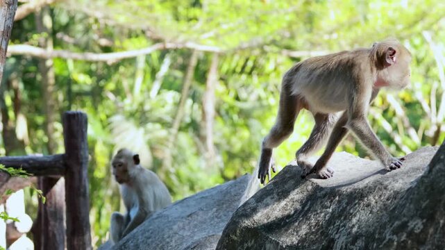A motion footage of two brown macaque monkeys exploring a rocky terrain in a natural habitat under bright sunlight.
